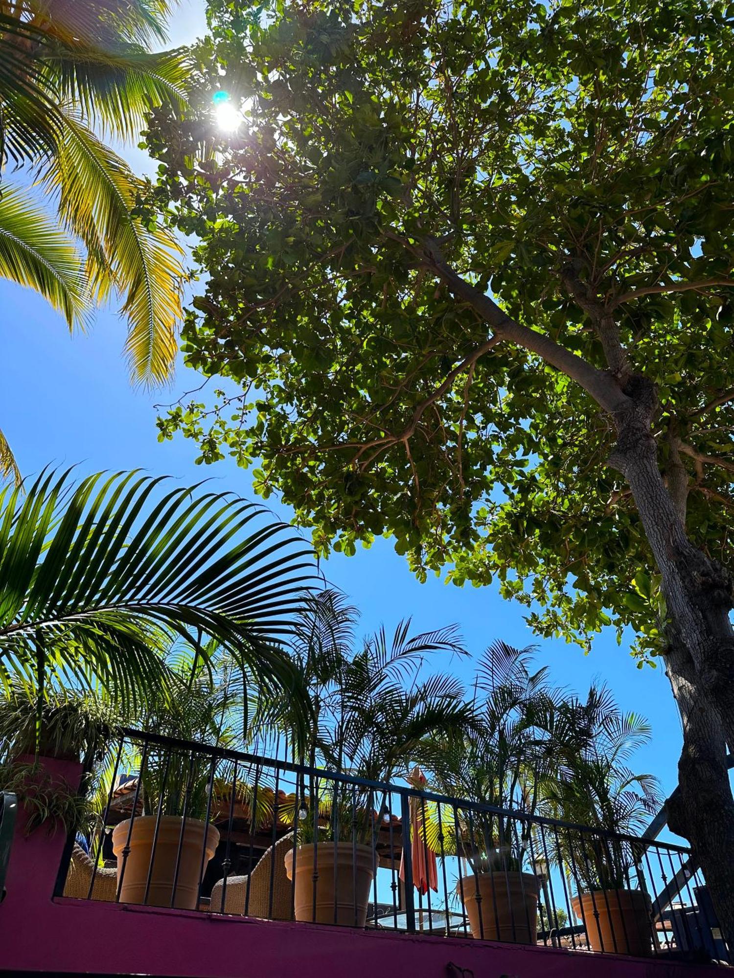 Siesta Suites Boutique Hotel Cabo San Lucas Zewnętrze zdjęcie