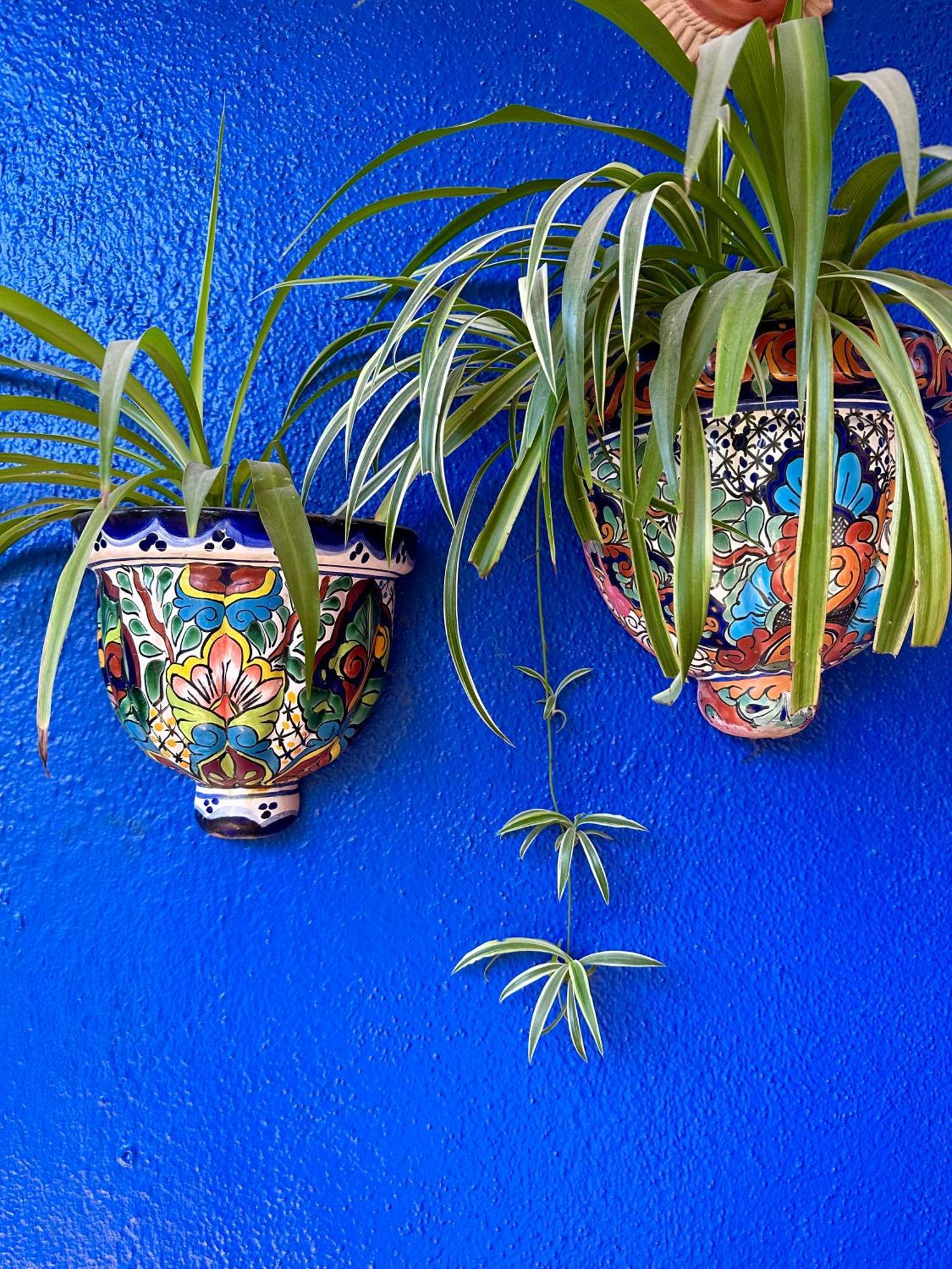Siesta Suites Boutique Hotel Cabo San Lucas Zewnętrze zdjęcie